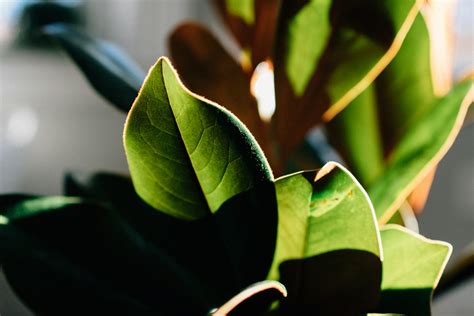 耐強風植物|在戶外種植大型植物？這9種抗風又好養的植物你不能。